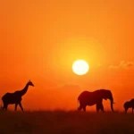 What Are the Best Places to Experience African Wildlife Safaris?