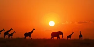 Read more about the article What Are the Best Places to Experience African Wildlife Safaris?